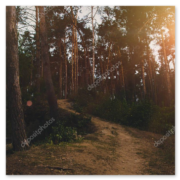 Waldweg mit einfallenden Sonnenstrahlen