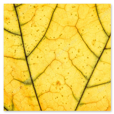 Blattadern als grafische Struktur in der Nahaufnahme