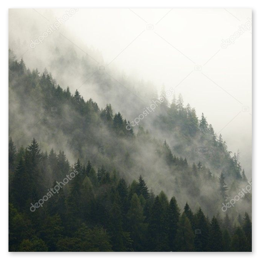 Märchenhafter Wald im Morgennebel