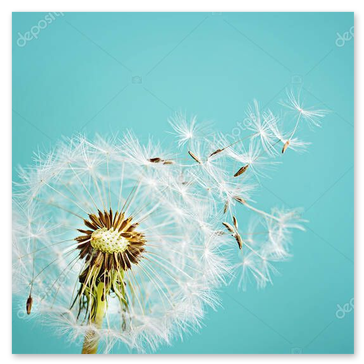 Pflanzenmakro mit sichtbarem Pollen und feinen Strukturen