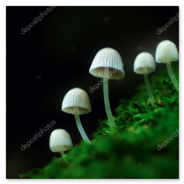 Moossporenträger in zartem Gegenlicht