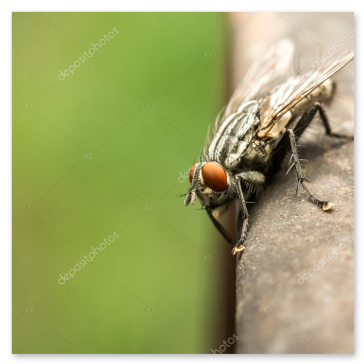Makro eines Insekts mit fokussierten Facettenaugen