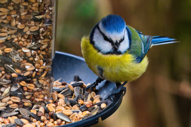 Fotograf mit Teleobjektiv im Feld, gut getarnt und ruhig
