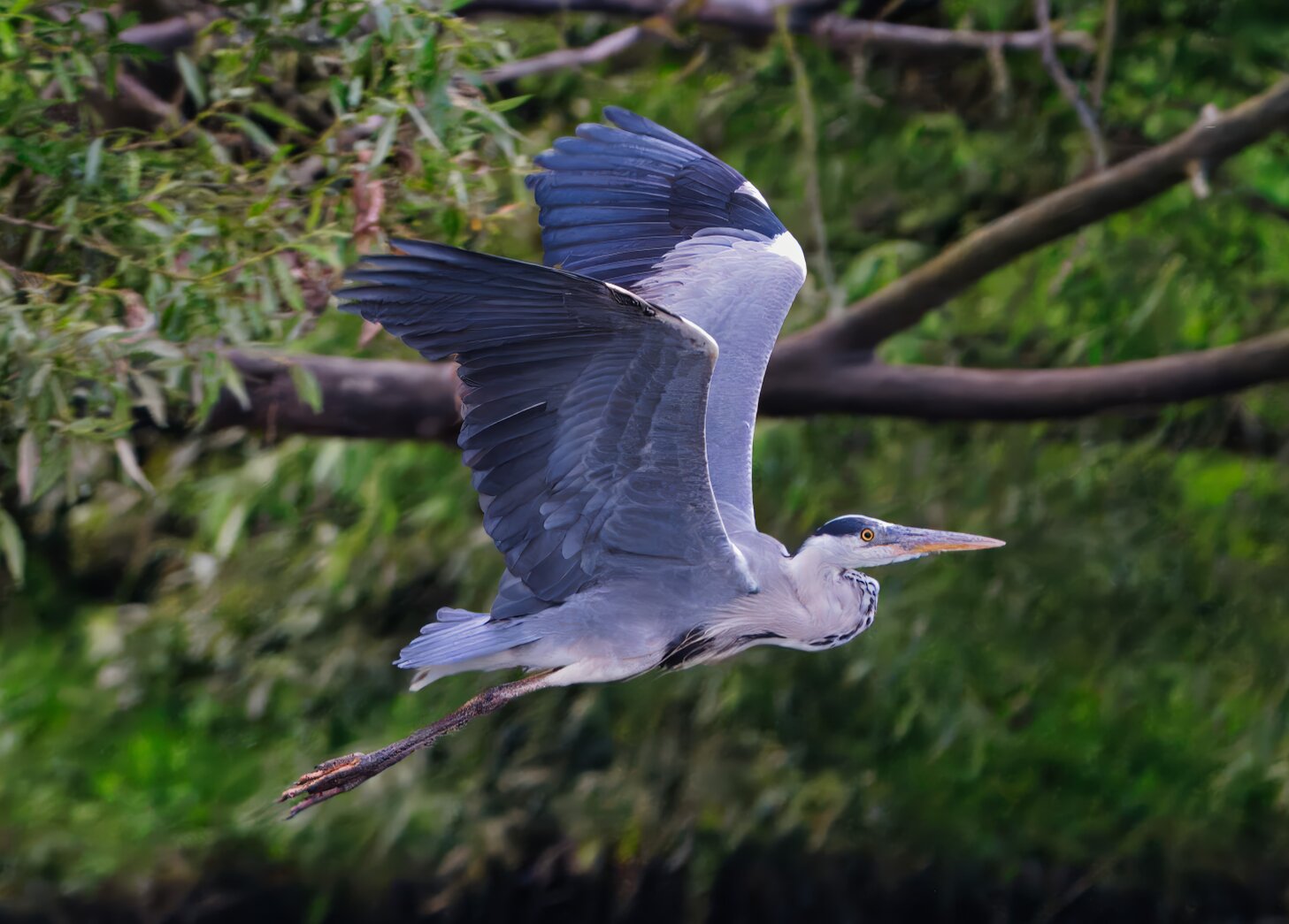 Abstrakte Makrostruktur einer Pflanze