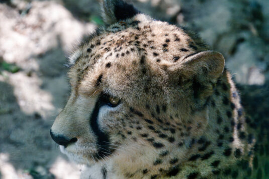 Fotograf mit Teleobjektiv im Feld, gut getarnt und ruhig