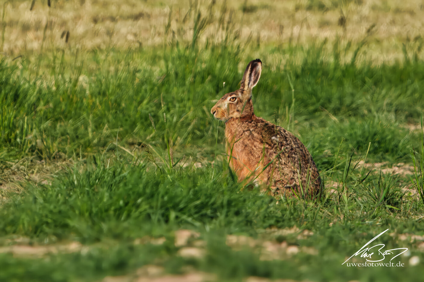 Reh im Morgenlicht am Waldrand