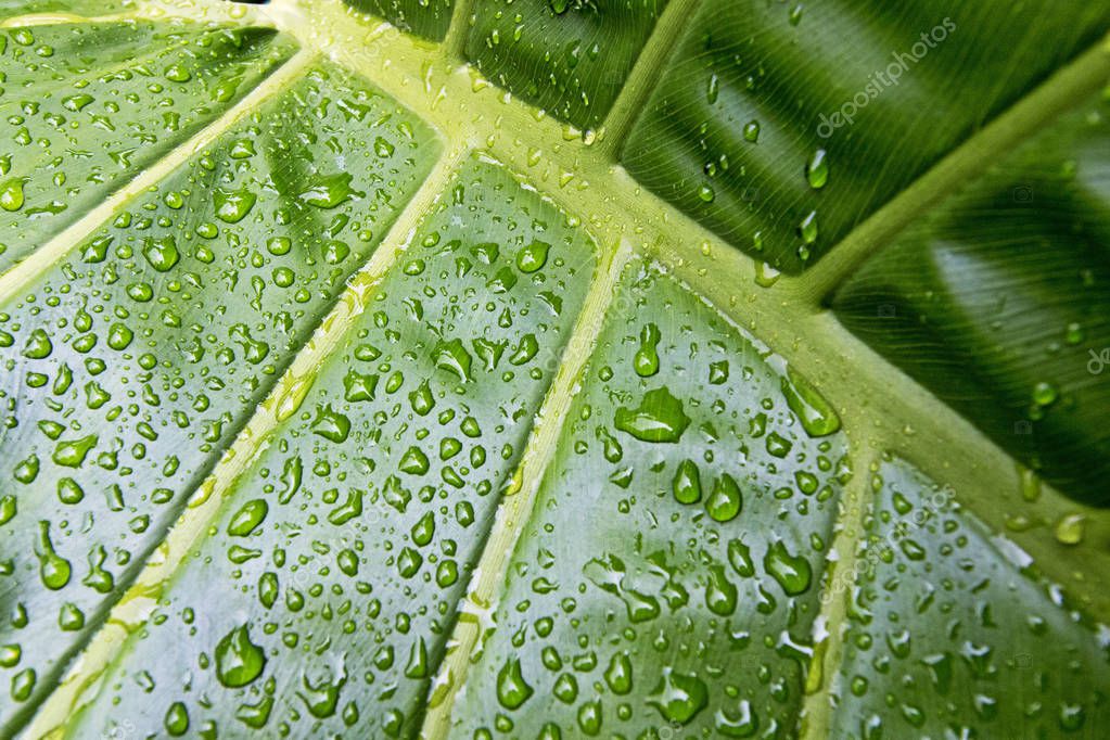 Abstrakte Makrostruktur mit Linien