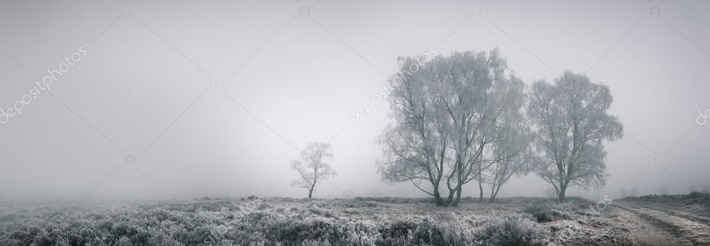 Nebelige Heidelandschaft im Morgenlicht