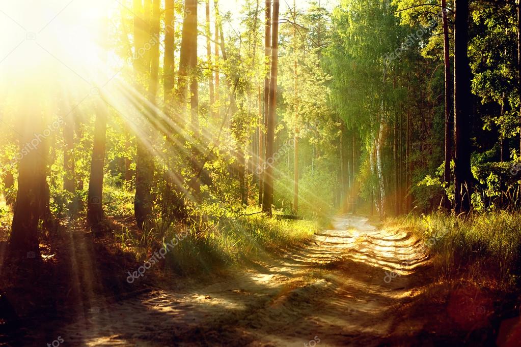 Stiller Waldpfad mit Nebel und Lichtstrahlen