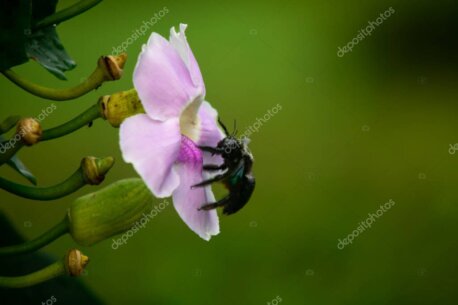 Makroaufnahme: feines Detail einer Pflanze mit zarter Struktur