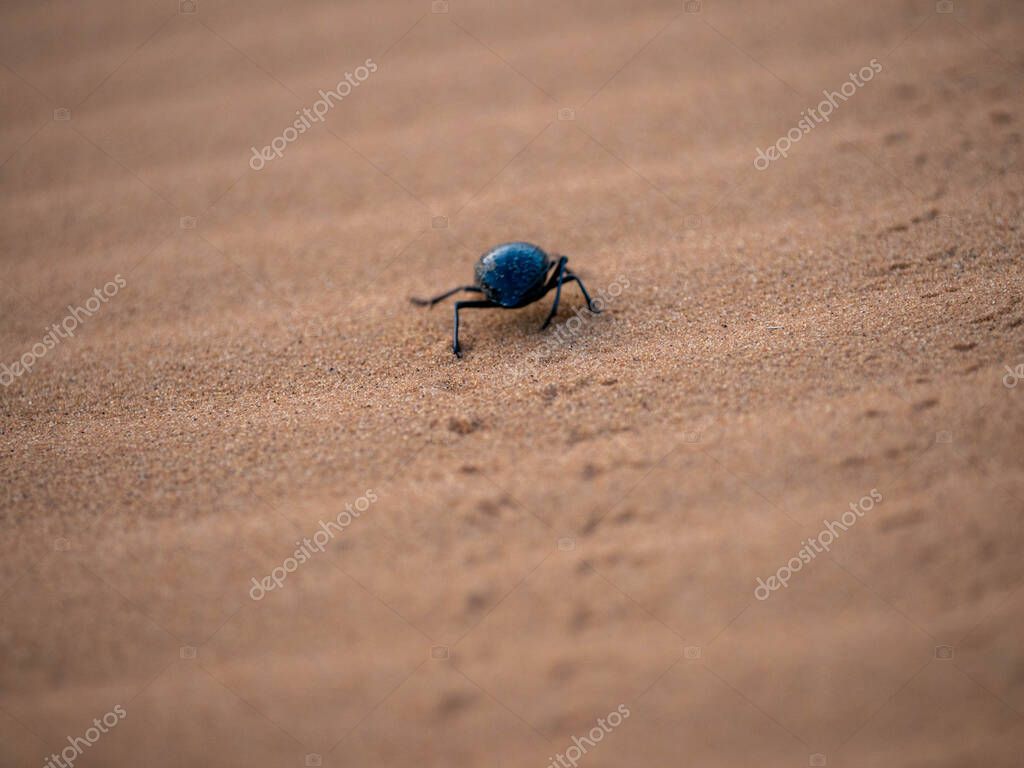 Käfer in Nahaufnahme als Porträt