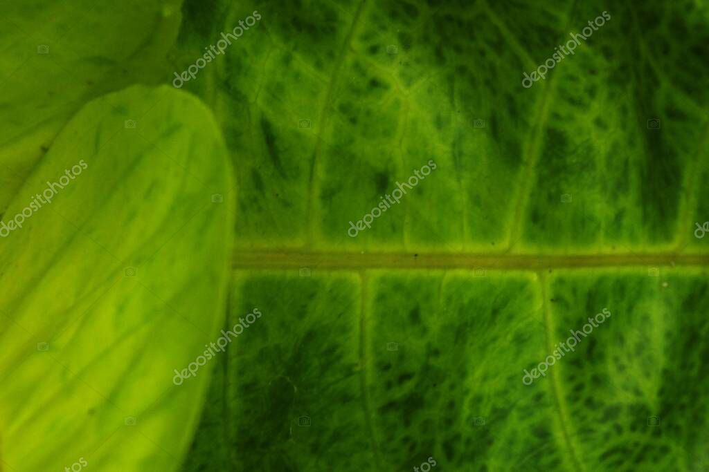 Abstrakte Blattadern in Nahaufnahme